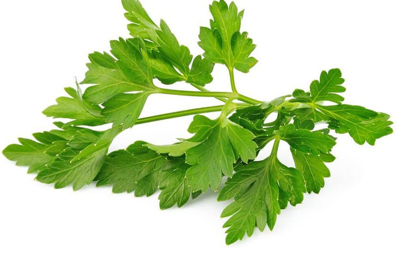 Vegetable Parsley Plain Leaf 10000 Seeds Large
