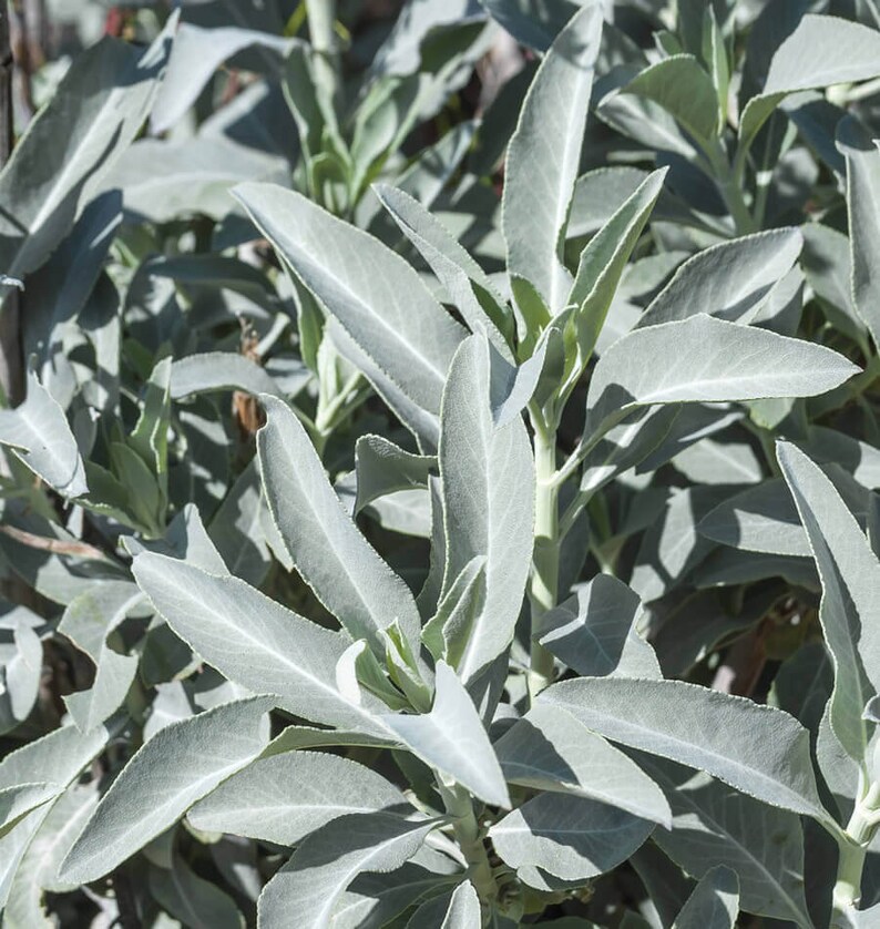 White sage 20-750 Seeds Organic Herbs salvia apiana Medicinal Rare Perennial 20 Seeds