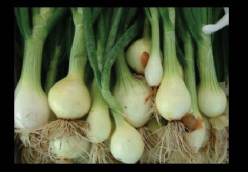 Evergreen Bunching Onion Seeds 300 Seeds Non-GMO 