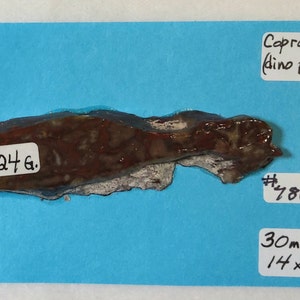 May include: A fossilized coprolite, or dinosaur poop, with a dark brown and reddish-brown color. The specimen is labeled with "24 g." and "#786". The dimensions are 30mm x 14mm x 8mm. The text "Coprolite (dino poop)" is also visible.