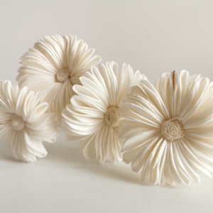 10 White Aster White Sola Flower Reed Diffuser for Home Fragrance by Plawanature