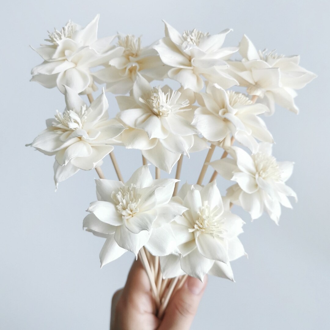 Plawanature Sola-Blumen Set – 10 Stück Mit Schilfrohr-Diffusor, Weiß – Natürlicher Duftverteiler Für Zuhause