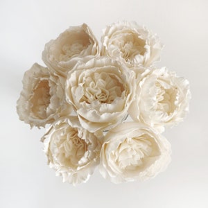 May include: A bouquet of seven cream-coloured sola wood peonies. The flowers are arranged in a circular pattern, with the centre of each flower facing outwards.
