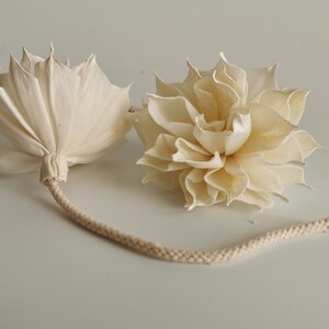 2 Dahlia 3