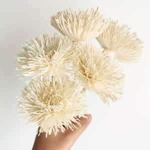 May include: A bouquet of five cream-coloured dried sola wood flowers. The flowers have a fluffy, feathery texture and are arranged in a hand-held bouquet.