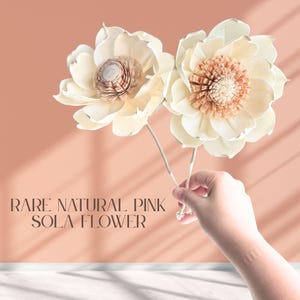 May include: Two cream-colored sola flowers with layered petals and textured centers, each attached to a thin stem. The text RARE NATURAL PINK SOLA FLOWER is printed on the left side. The flowers feature delicate, thin, wood-like petals.