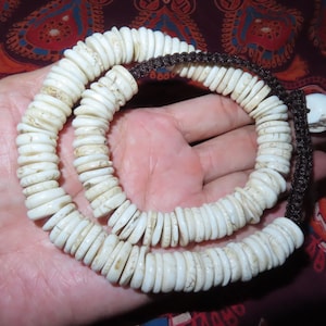 May include: A white shell necklace with a brown cord. The necklace is made of many small, round shells that are strung together.
