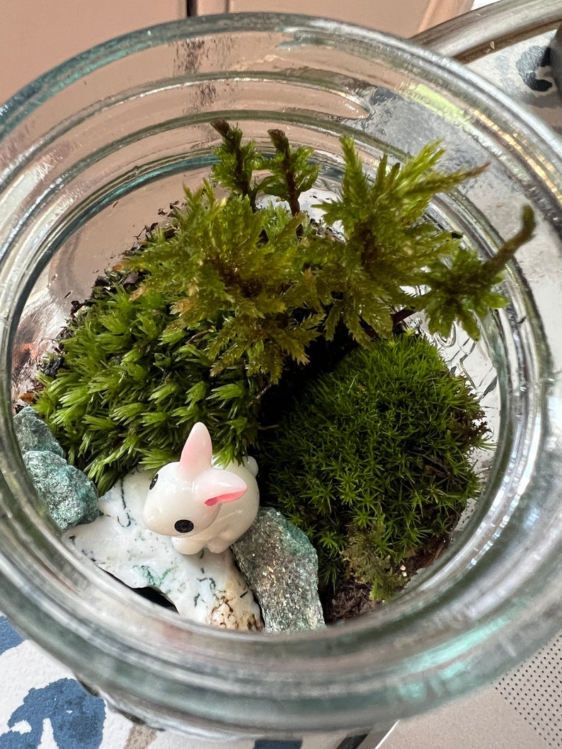 Small Moss Terrarium for kids, Mossarium, DIY terriarium Kit, Live Moss, Imaginative Play, Cottagecore, fairycore gifts, ages 12 and up image 9
