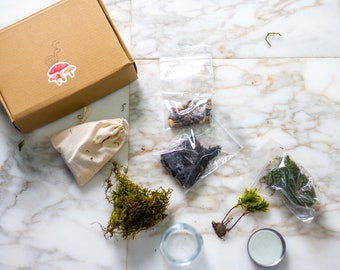 DIY Mini Moss Terrarium, Kit for kids, Mossarium, do it yourself, Live Moss, Imaginative Play, Live Plants, Gifts for children, Mosscore