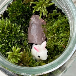 Small Moss Terrarium for kids, Mossarium, DIY terriarium Kit, Live Moss, Imaginative Play, Cottagecore, fairycore gifts, ages 12 and up image 8