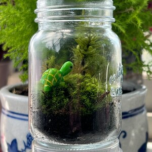 Small Moss Terrarium for kids, Mossarium, DIY terriarium Kit, Live Moss, Imaginative Play, Cottagecore, fairycore gifts, ages 12 and up image 5