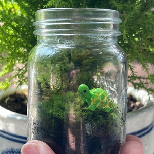 Small Moss Terrarium for kids, Mossarium, DIY terriarium Kit, Live Moss, Imaginative Play, Cottagecore, fairycore gifts, ages 12 and up image 7