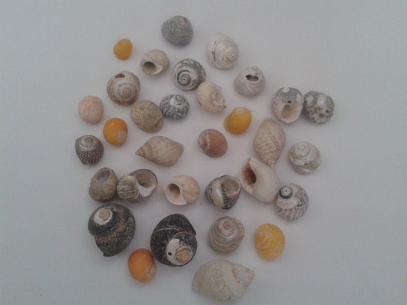 Items similar to Assorted Small Shells on Etsy