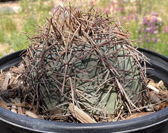 Echinocactus horizonthalonius var. moelleri - Texas Blue Barrel Rooted Live Cactus #4