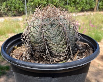 Echinocactus horizonthalonius var. moelleri - Texas Blue Barrel Rooted Live Cactus #5