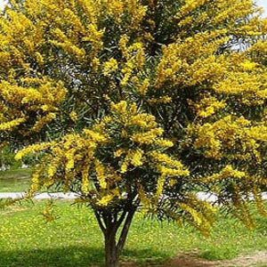 Acacia Tree Seed Assortment 10 diff. packs of 25 seeds ea.