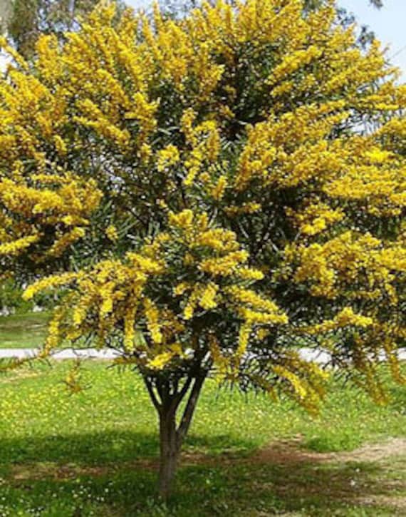 Plants, Seeds & Bulbs Yellow Wattle Tree Acacia Baileyana Seeds 10
