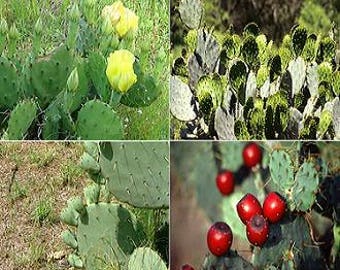 Opuntia Species Variety Packs