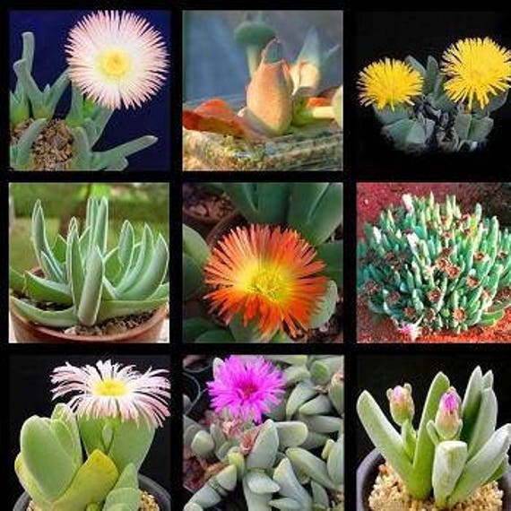 Mesembryanthemum Species Seed Variety Packs (living Stones) - Etsy