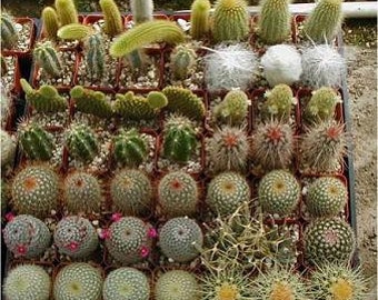 Cactus Seed Varieties Mix