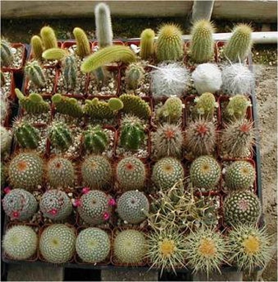 Cactus Seed Varieties Mix | Etsy