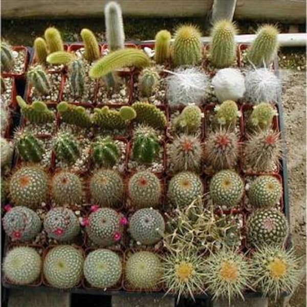 Cactus Seed Varieties Mix