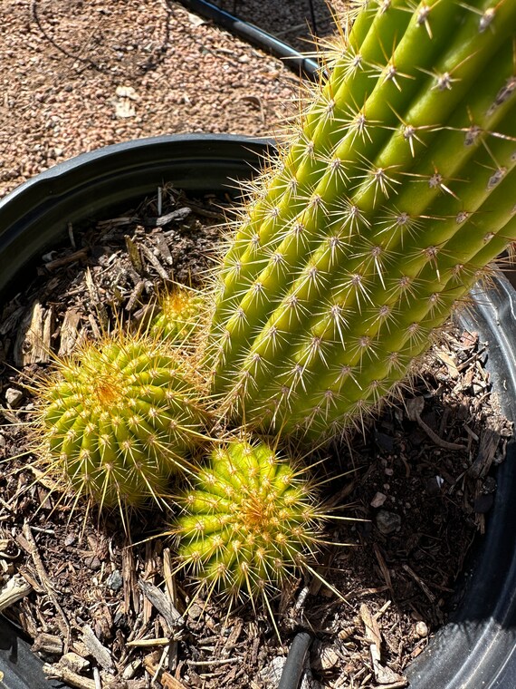 15+ Awesome Mini Cactus Gardens  Mini cactus garden, Cactus garden, Cactus  arrangement