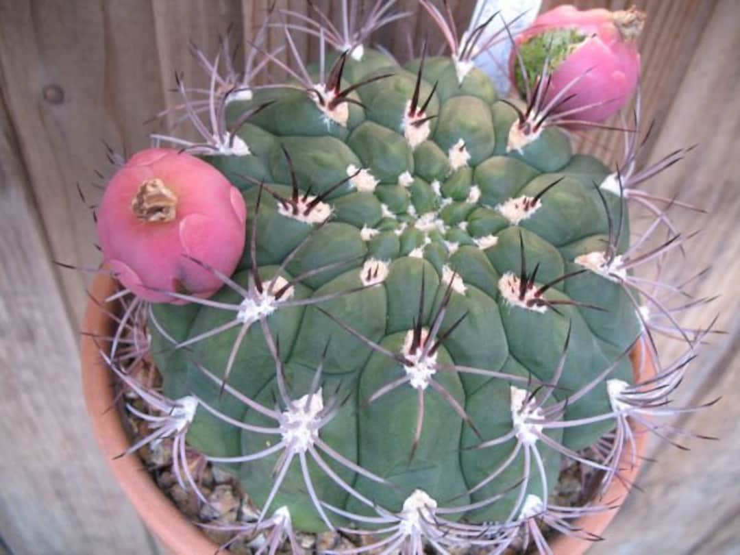 Seeds Gymnocalycium Saglione - Etsy