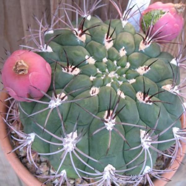 Seeds Gymnocalycium saglione