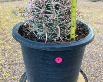 dracaena pleomele Dracaena Reflexa