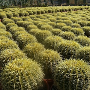 Seeds Golden barrel  (Echinocactus grusonii)