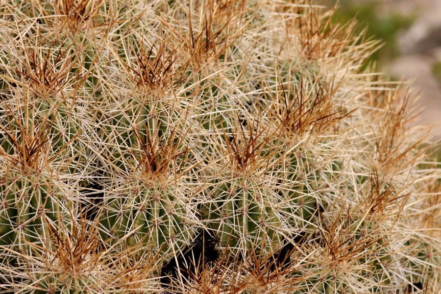 Seeds Echinocereus Stramineus (strawberry Hedgehog) - Etsy
