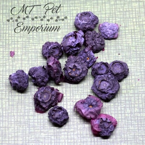 Blueberries - Hermit Crab Food