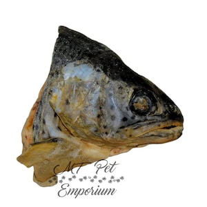 Trout Head - Hermit Crab Food