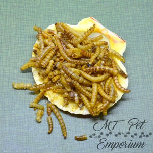 Mealworms - Hermit Crab Food
