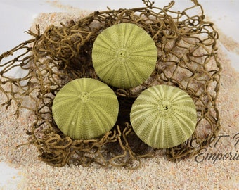 Green Sea Urchin - Hermit Crab Food