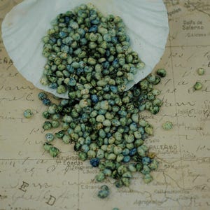 Ocean Puffs - Hermit Crab Treat image 1