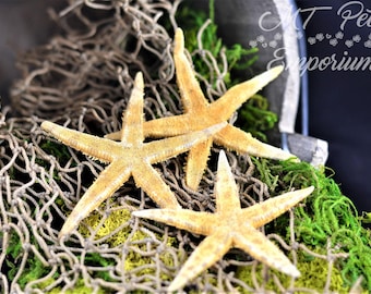 Flat Starfish - Hermit Crab Food, Home Decor