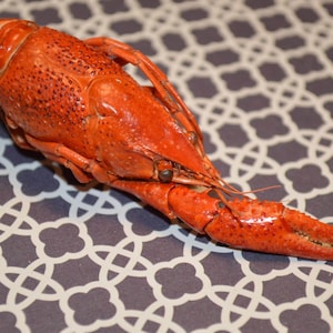 Crayfish- Hermit Crab Food