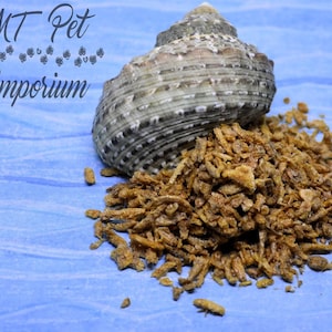Plankton - Hermit Crab Food, Fish Food