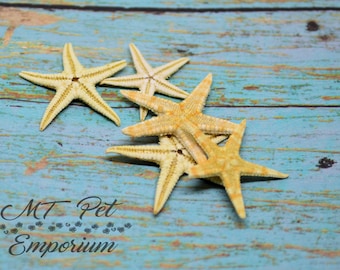Mini Starfish - Hermit Crab Food, Home Decor