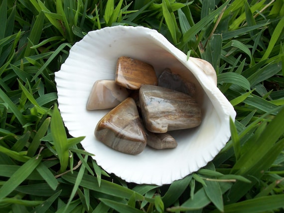 Petrified Wood Tumbled Stones