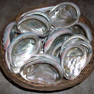 May include: A wicker basket filled with iridescent abalone shells. The shells are arranged in a variety of sizes and shapes, with some overlapping.
