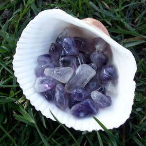 May include: A white seashell filled with amethyst tumbled stones. The stones are a variety of shades of purple and are arranged in a random pattern.