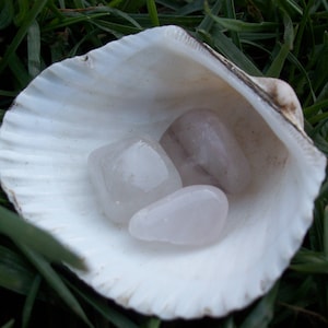May include: Three white, opaque, smooth, heart-shaped stones in a white seashell. The stones are arranged in a cluster, with the largest stone at the back and the two smaller stones in front.