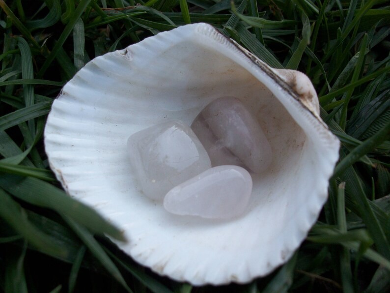 May include: Three white, opaque, smooth, heart-shaped stones in a white seashell. The stones are arranged in a cluster, with the largest stone at the back and the two smaller stones in front.