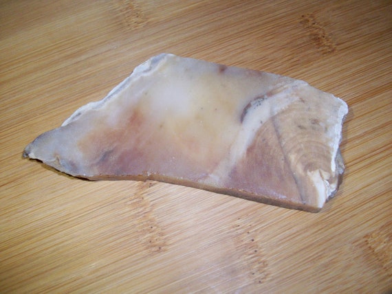 Petrified Wood Slice #3