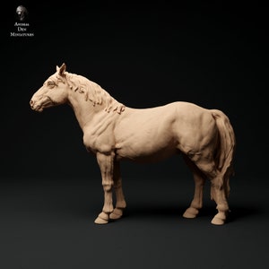 Konik Horses 1:24 scale by Animal Den | Unpainted | Print on Demand | Use Code FREESHIP50