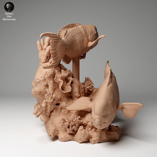 Steephead Parrotfish 1:16 by Animal Den | Unpainted | Print on Demand