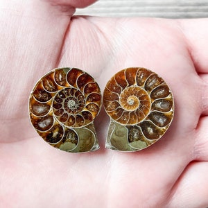 Small Ammonite Fossil Pair - A Quality Split Specimen Jewelry Supply Wire Wrapping Craft Supply
